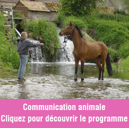 L'animal, De la communication à l'intuition - Description