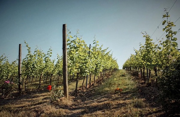domaine-chenoy_illu2